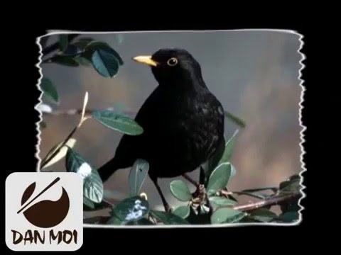 Bird call blackbird