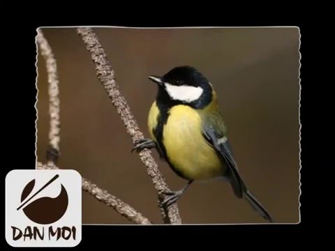 Appel d'oiseau mésange charbonnière